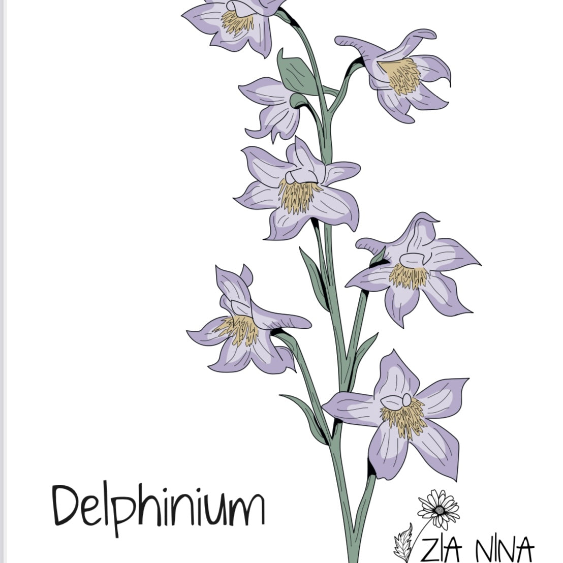 Delphinium consolida Fancy Purple Picotee