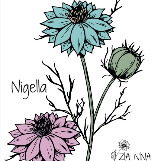 Nigella damascena Persian Jewels Mix