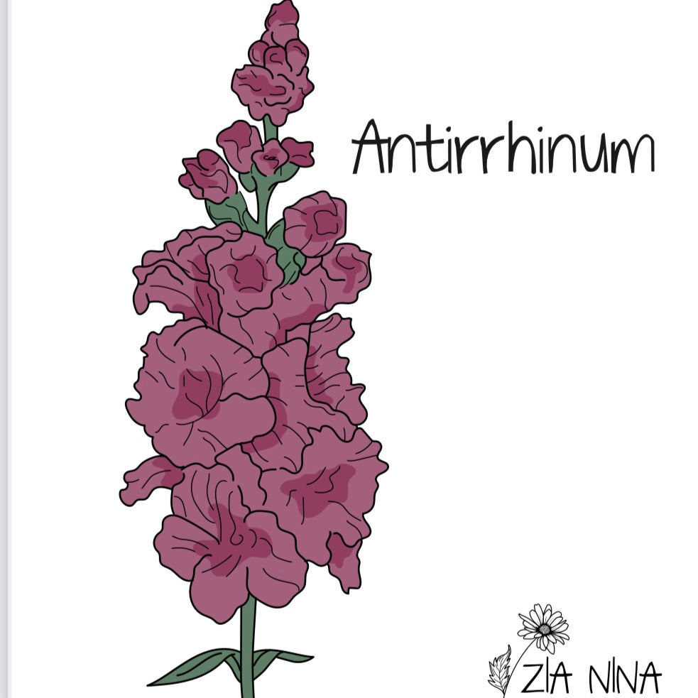 Antirrhinum Majus Madame Butturfly Bronze Cherry