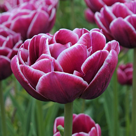 Tulipa Dream Touch