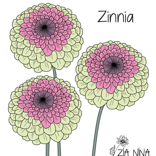 Zinnia elegans Queen Lime Blush