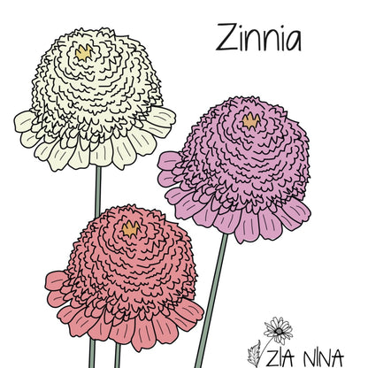 Zinnia elegans Cresto Mix