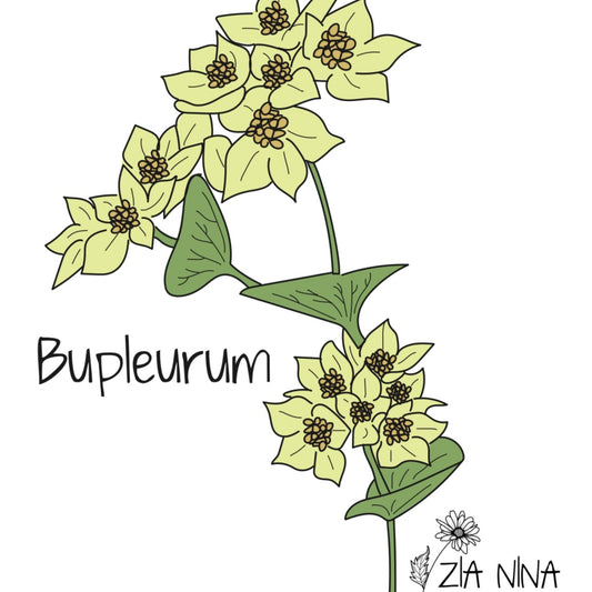 Bupleurum rotondifolium Griffithii Select