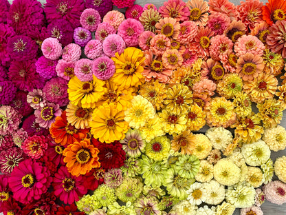 Zinnia Zia Nina Super Mix