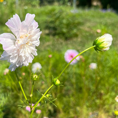 Cosmos bipinnatus Fizzy White