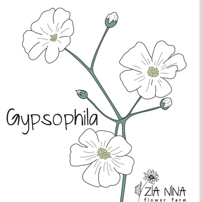Gypsophila elegans Rijnsburg Glory (Covent Garden)