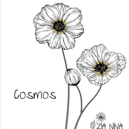 Cosmos bipinnatus Versailles White