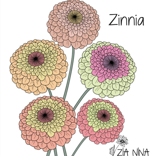 Zinnia elegans Queen Lime Mix