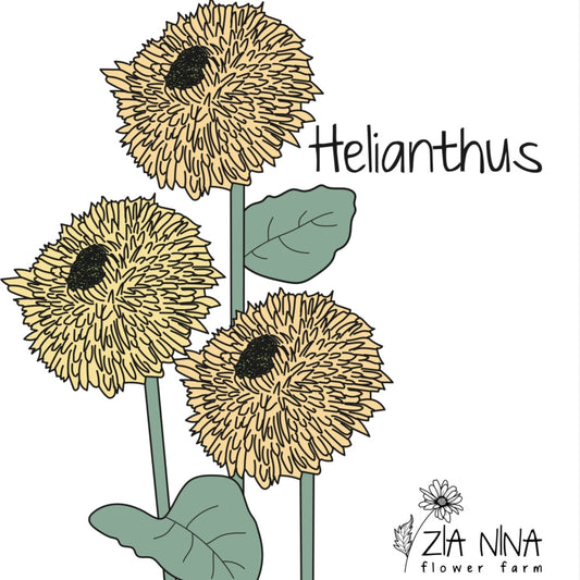 Helianthus annuus Gummy Bear F1