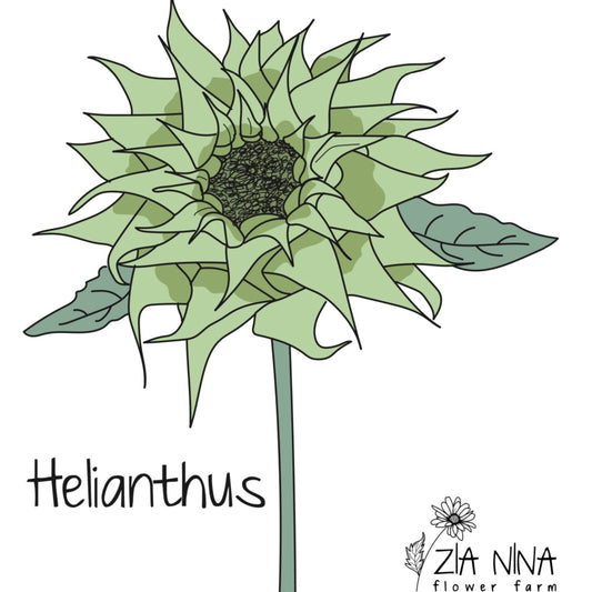 Helianthus annuus F1 Sunfill Green