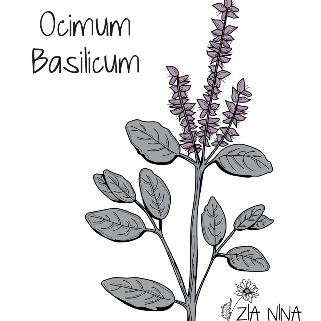 Ocimum basilicum Spice Boys Ararat