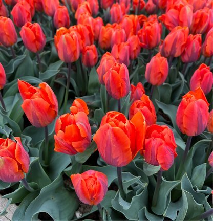 Tulipa Princess Irene