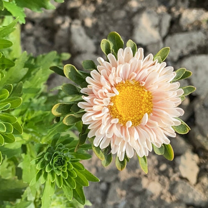 Callistephus (Aster) chinensis Matsumoto Apricot