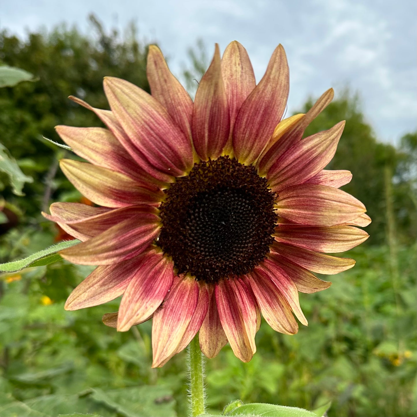 Helianthus annuus Bicolur Marley