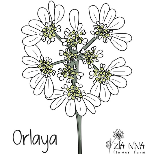 Orlaya grandiflora White Lace