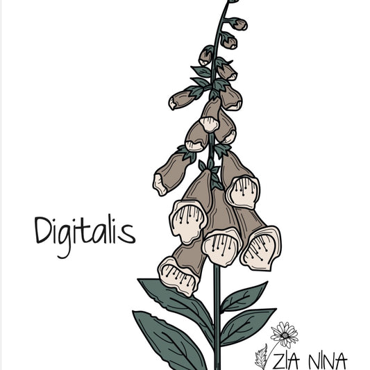 Digitalis lanata Cafe Creme