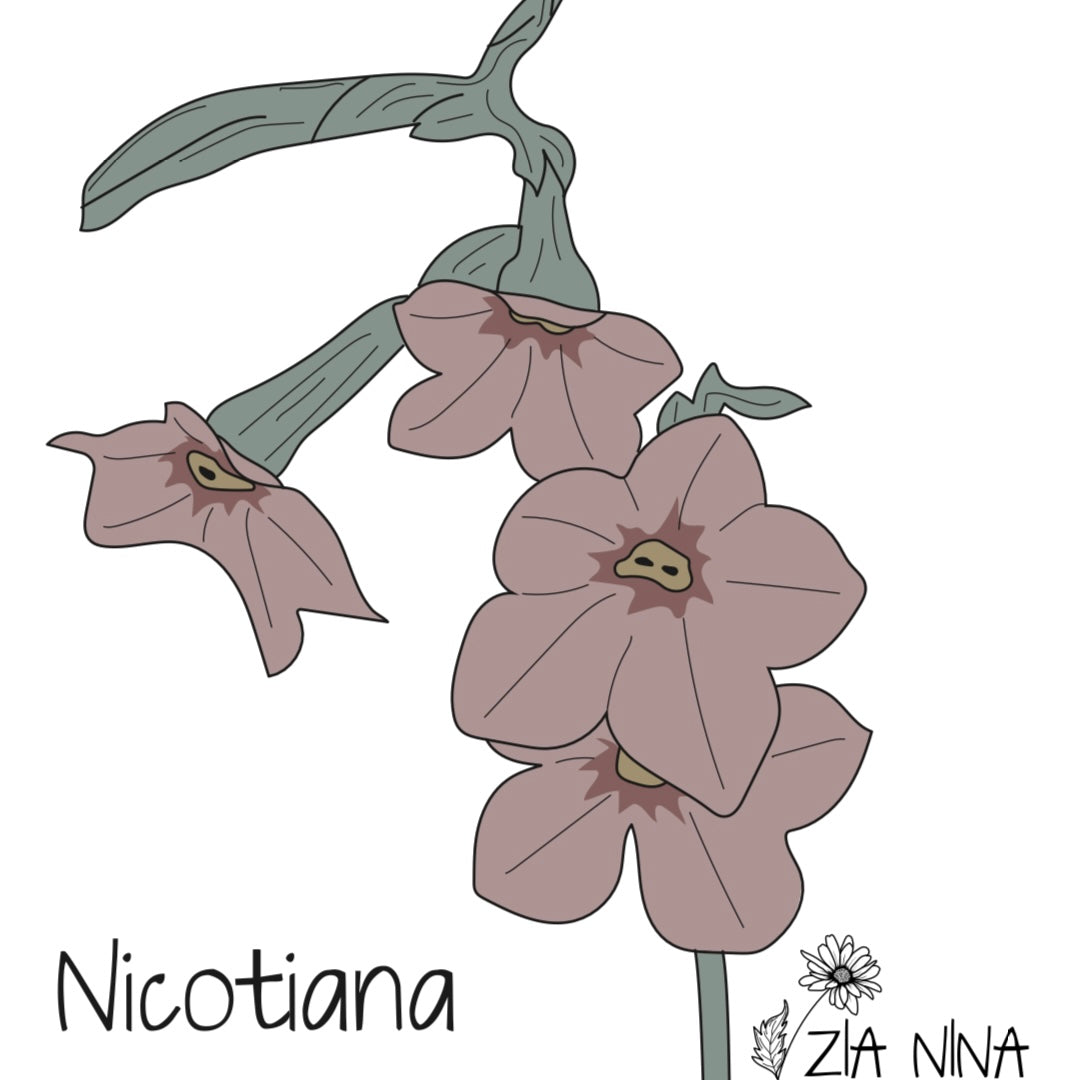 Nicotiana langsdorfii Bronze Queen