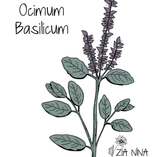 Ocimum basilicum var. Cinnamomum