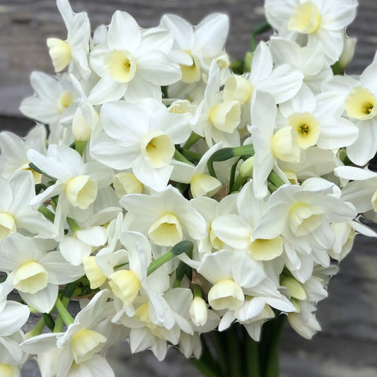 Narcissus Silver Chimes