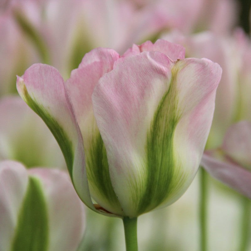 Tulipa  Groeland