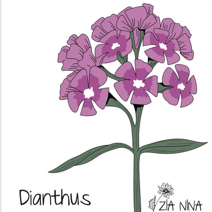 Dianthus barbatus Sweet Neon Purple