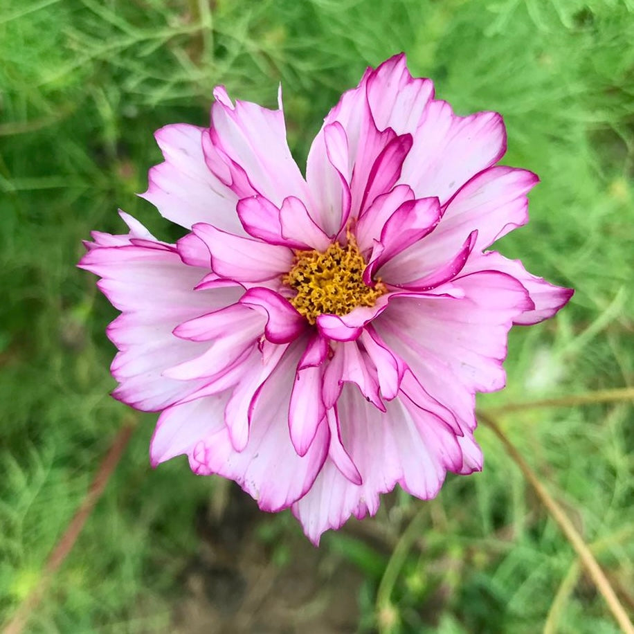 Cosmos bipinnatus Fizzy Rose Picotee