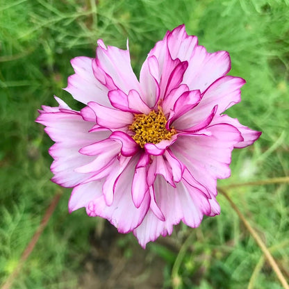 Cosmos bipinnatus Fizzy Rose Picotee