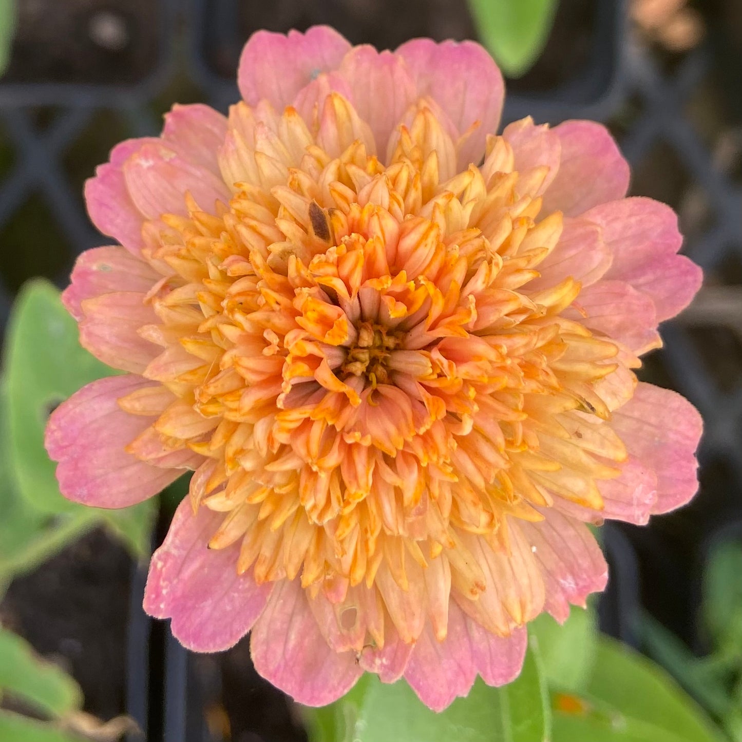 Zinnia elegans Cresto Mix