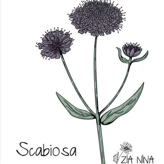 Scabiosa atropurpurea Black Knight