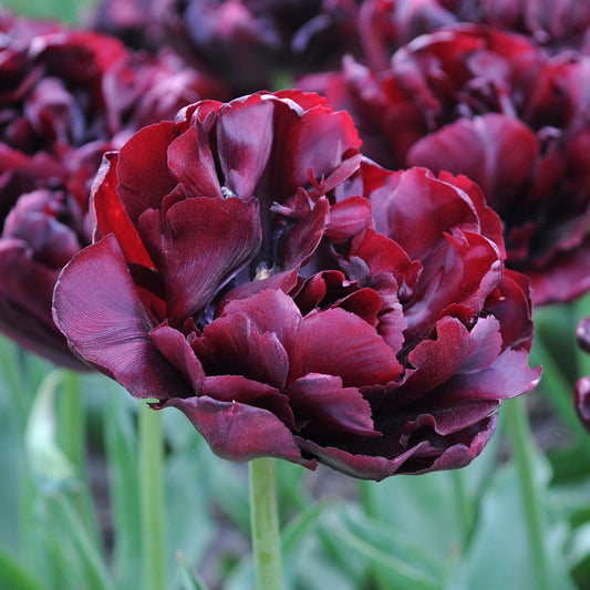 Tulipa  Palmayra