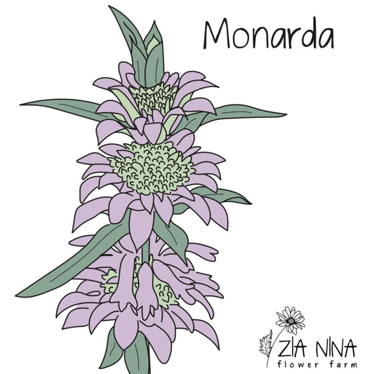 Monarda citriodora Lemon Mint