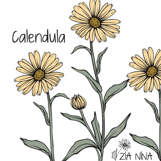 Calendula officinalis Ivory Princess