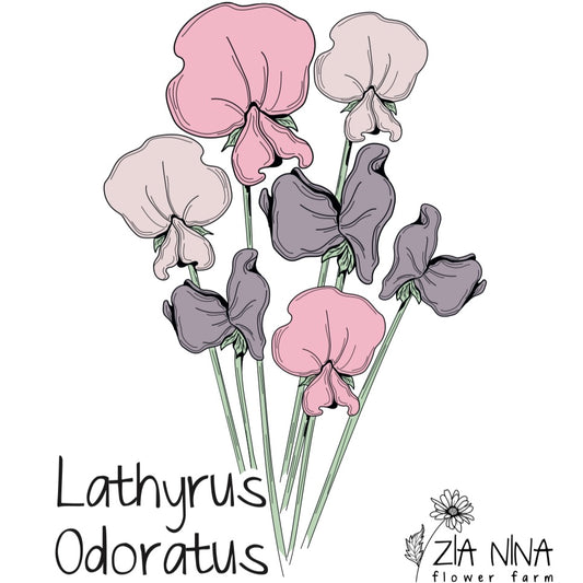 Lathyrus Odoratus Spencer Viola Mix