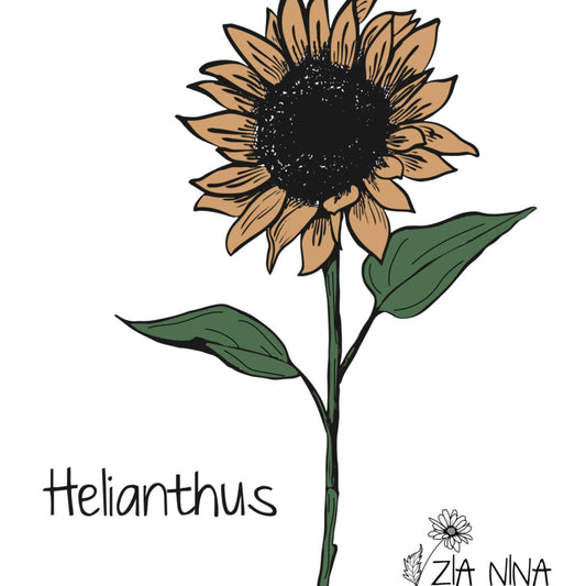 Helianthus annuus F1 Pro Cut Peach