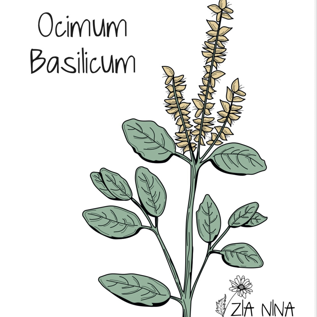 Ocimum basilicum Citriodorum (Lemon Basil)