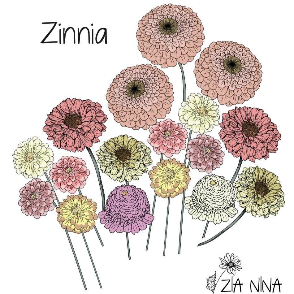 Zinnia Zia Nina Super Mix