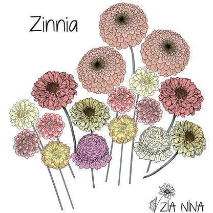 Zinnia Zia Nina Super Mix