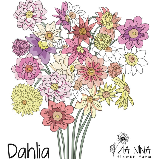 Dahlia fiore semplice fantasia