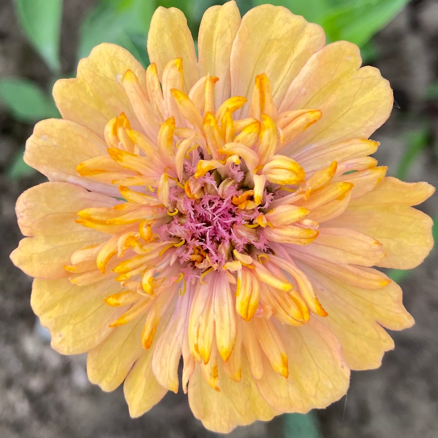 Zinnia elegans Cresto Mix