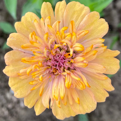 Zinnia elegans Cresto Mix