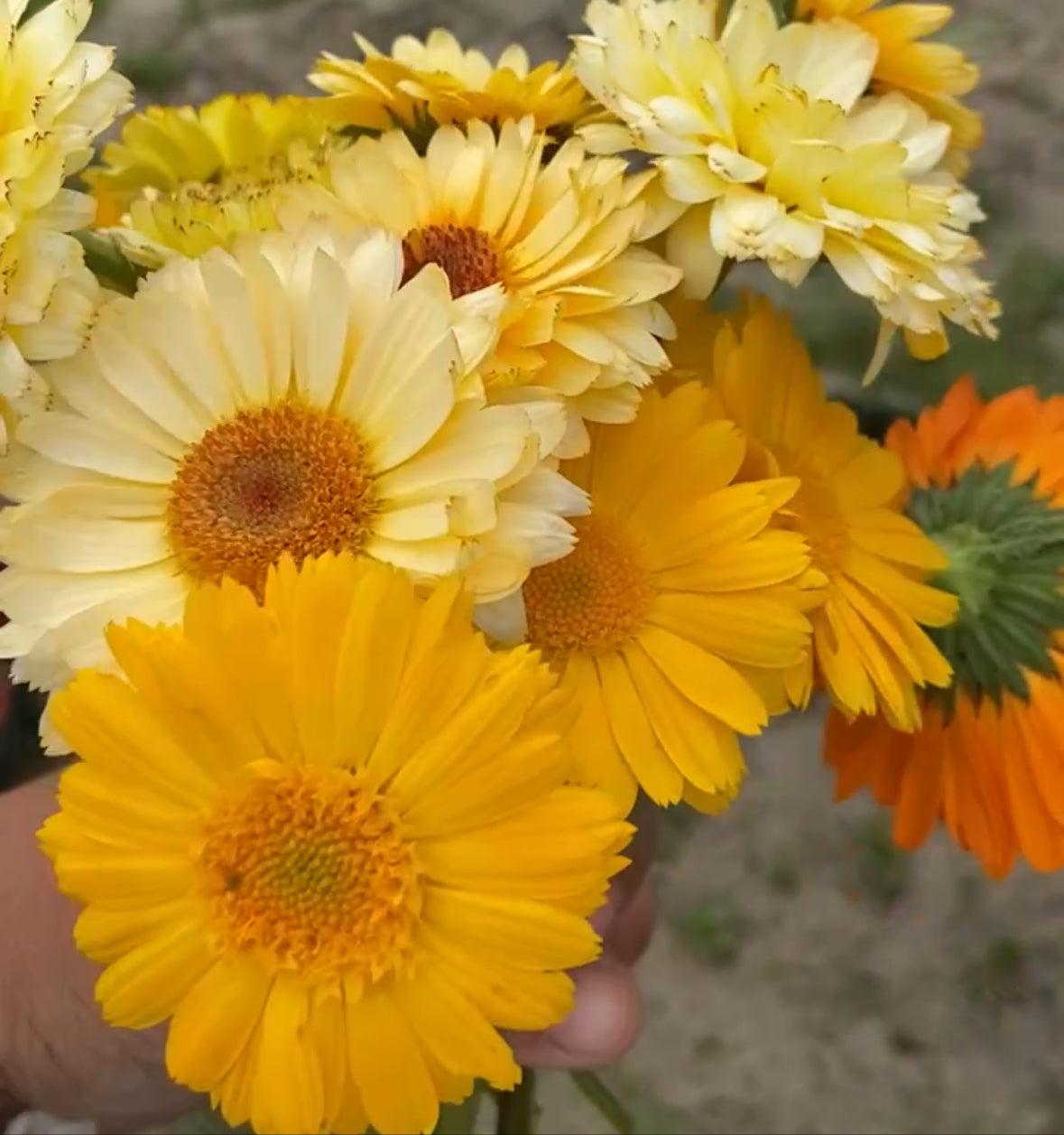 Calendula officinalis Mix