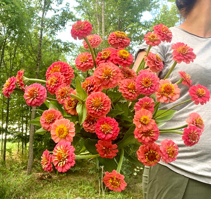 Zinnia elegans Oklahoma Salmon