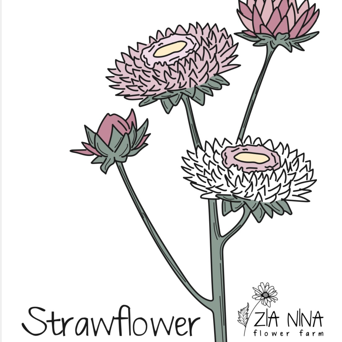 Helichrysum bracteatum Silver Rose