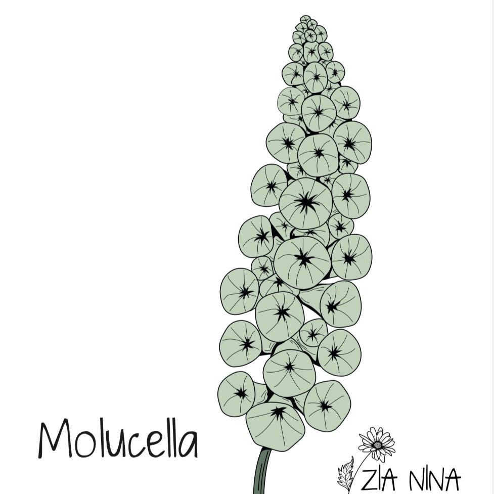 Molucella laevis Pixie Bells