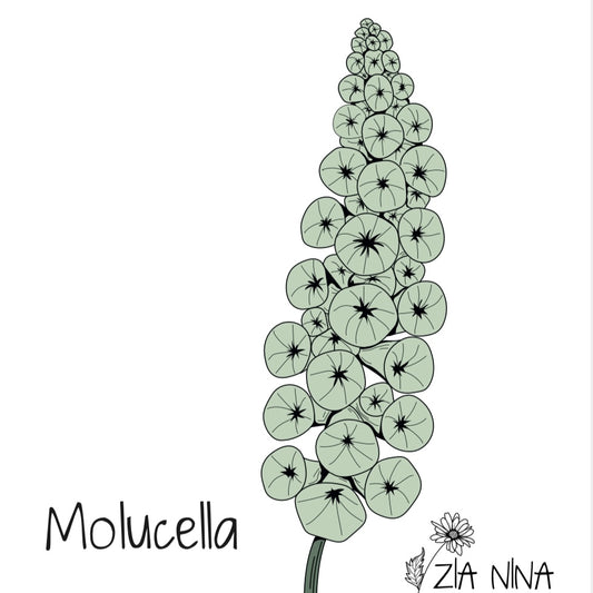 Molucella laevis Pixie Bells