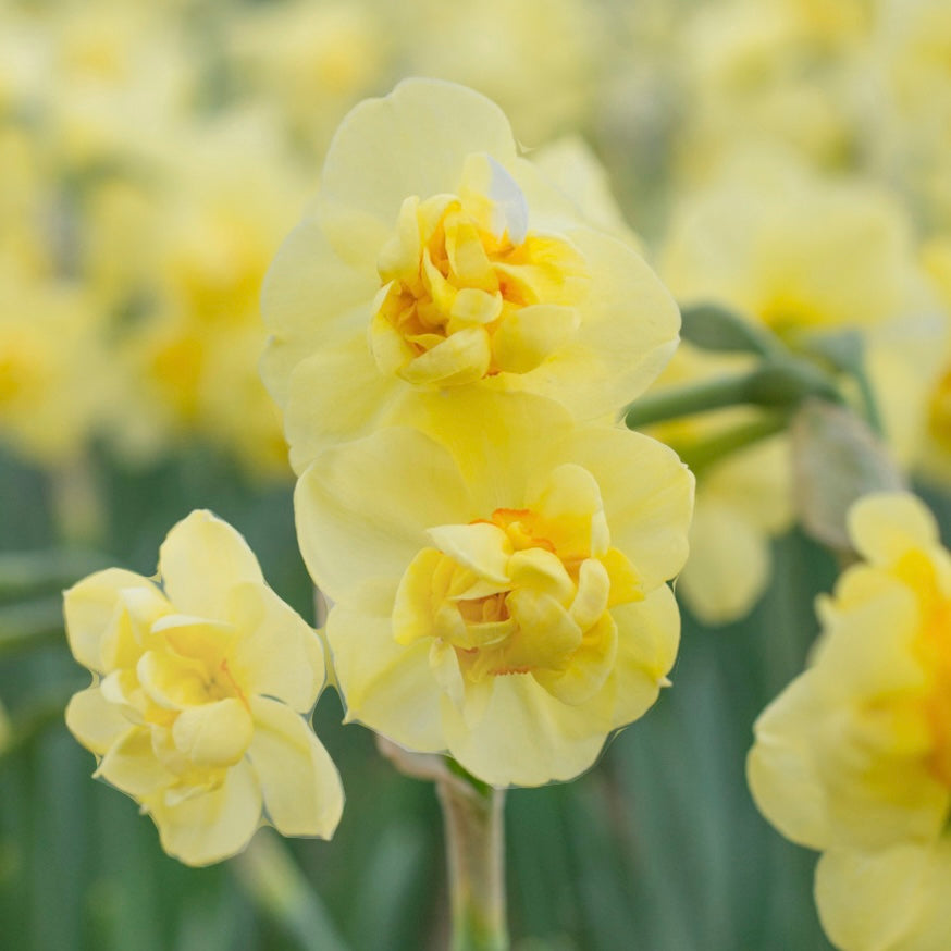 Narcissus Yellow Cheerfulness