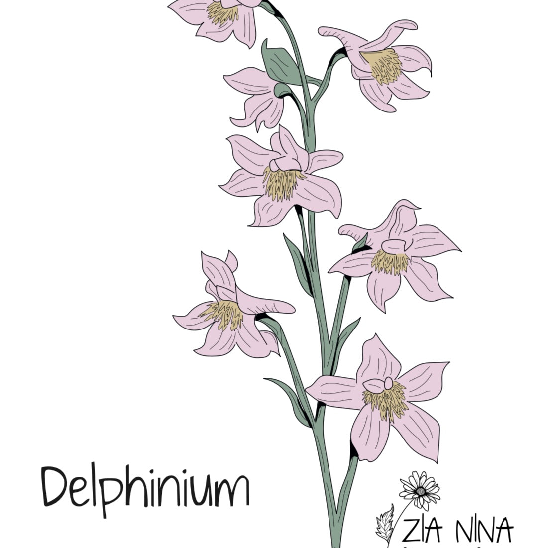 Delphinium consolida qis Rose
