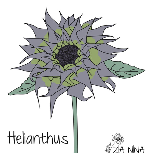 Helianthus annuus F1 Sunfill Purple