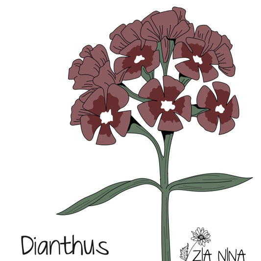 Dianthus barbatus Sweet Black Cherry