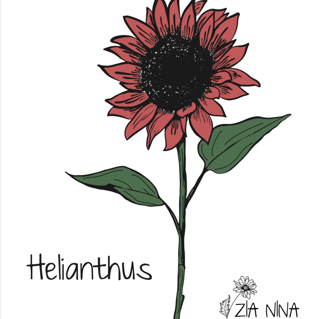 Helianthus annuas F1 Pro Cut Red
